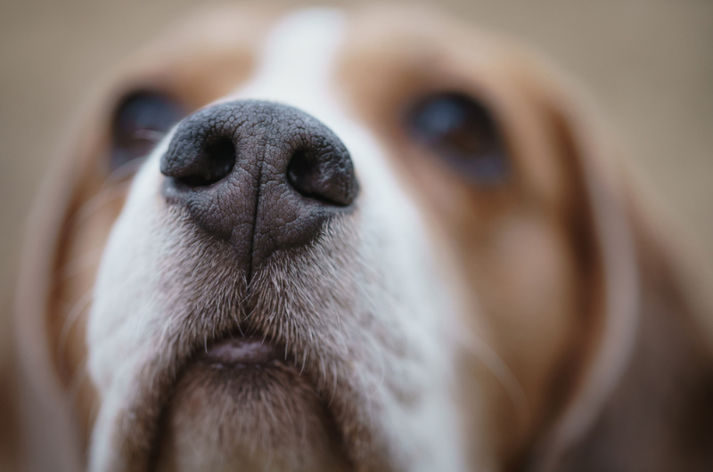 Beagle's Nose Sniffing