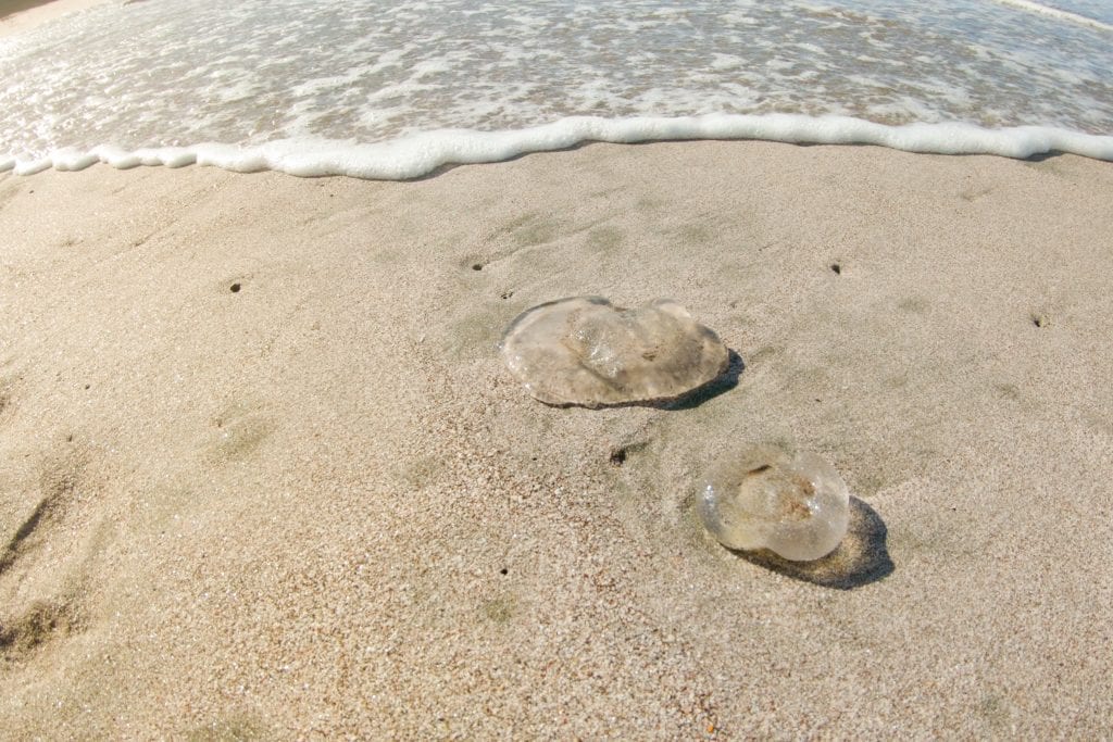 Jellyfish