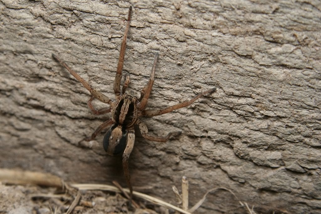 spider