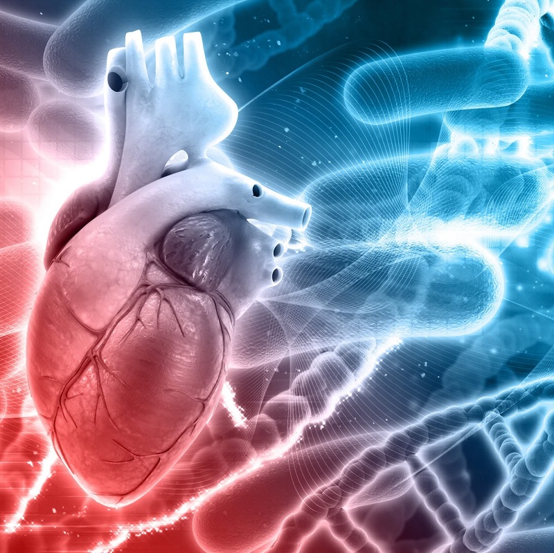 Image of heart
