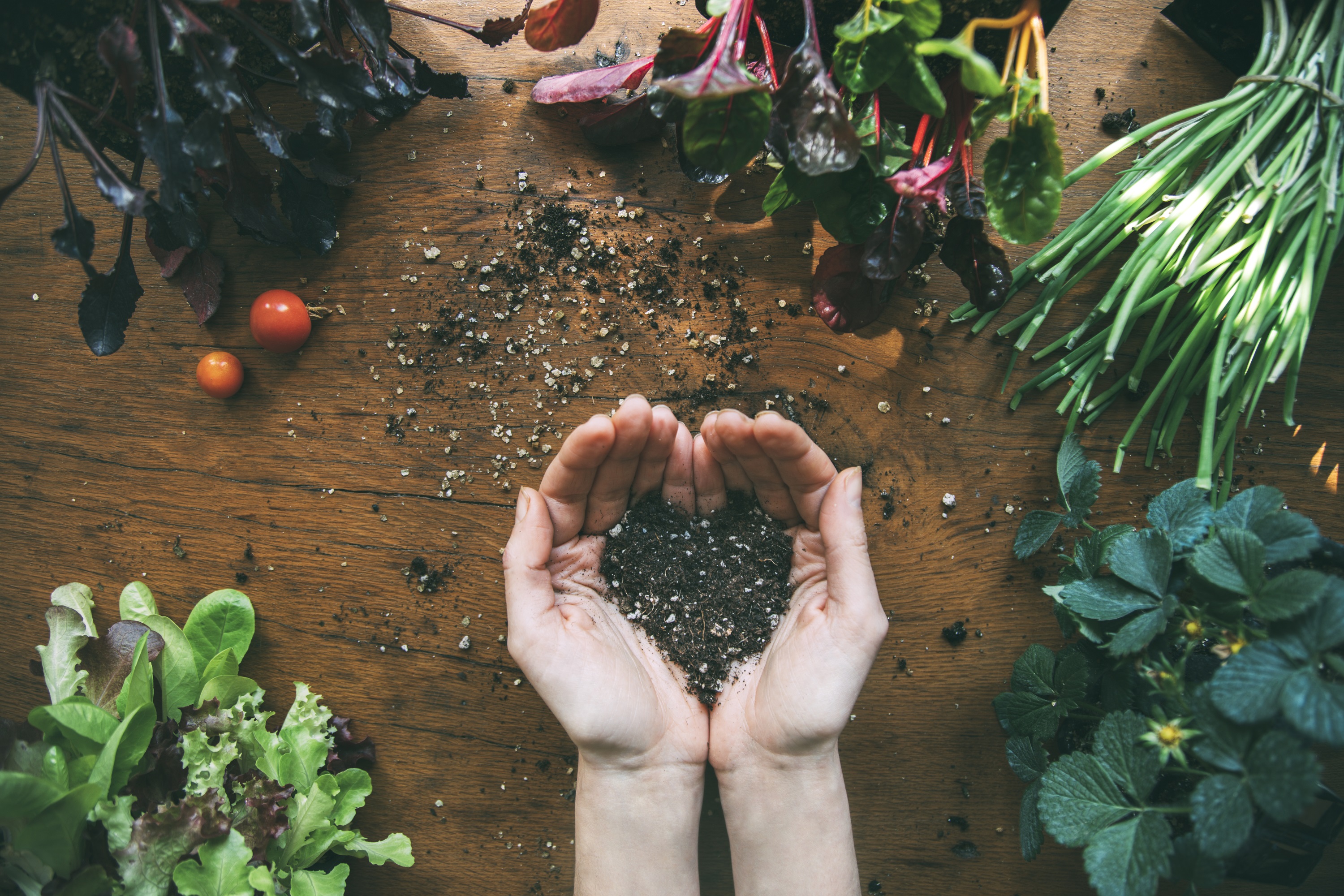 hands holding seeds