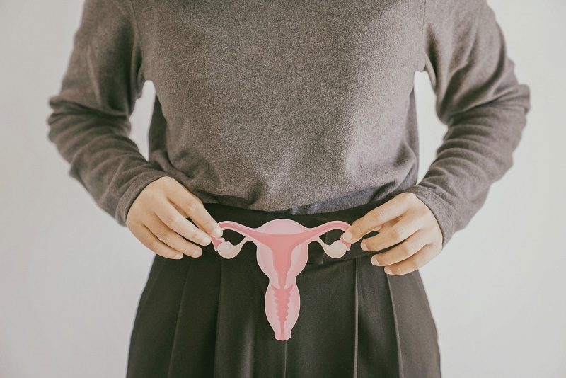Hands holding uterus for an egg freezing concept.