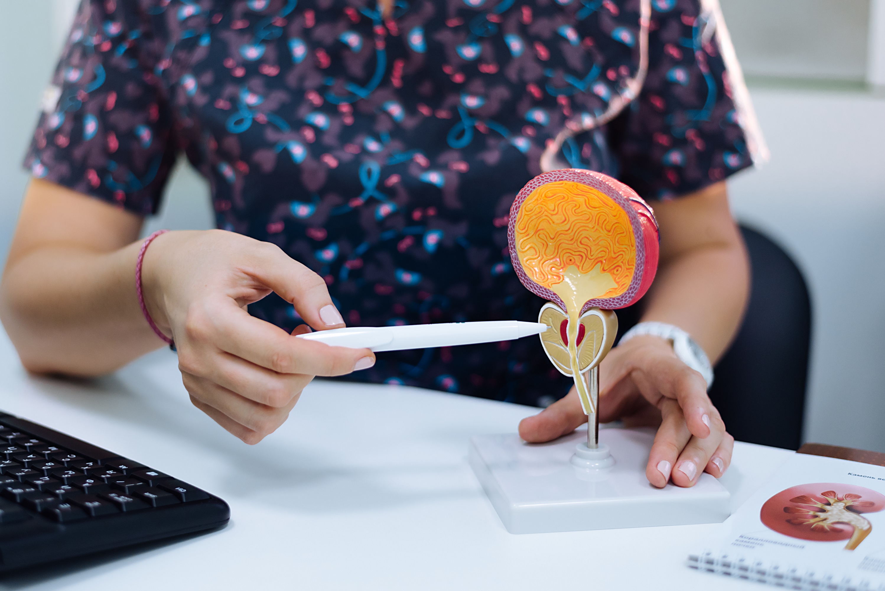 Doctor pointing to prostate on model